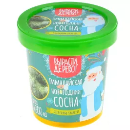 Вырасти, дерево! Гималайская новогодняя сосна картинка 406322 - МосИгра